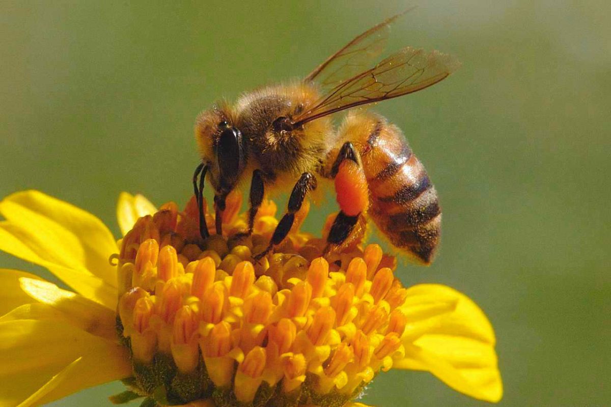 Albert Einstein: „Dacă albina va dispărea vreodată de pe pământ, omul mai are de trăit doar patru ani!”